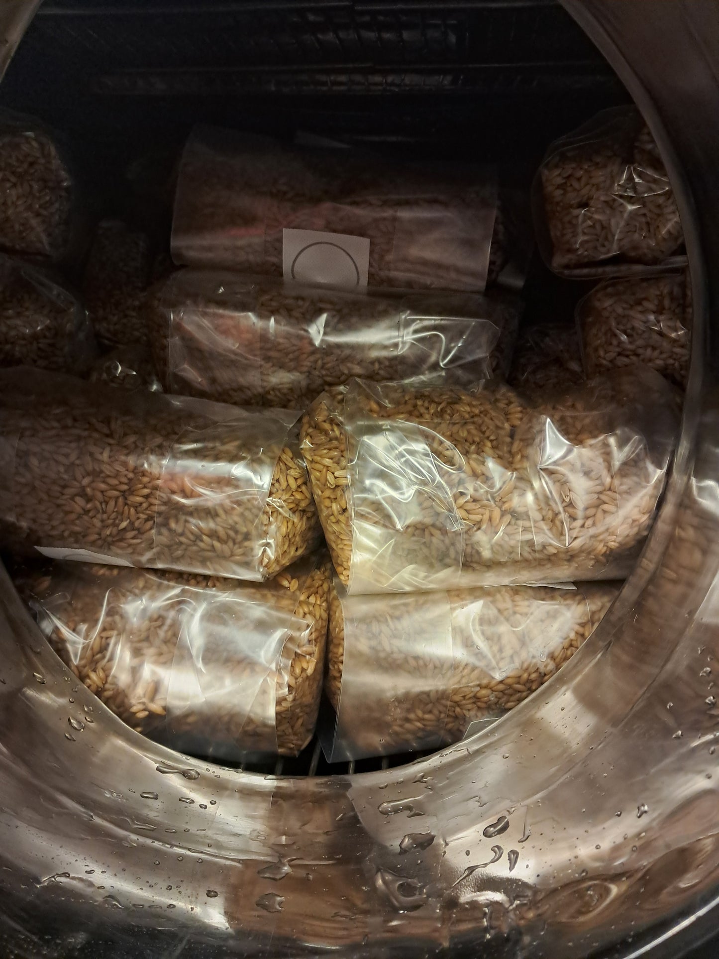 sterilized grains (3 lbs oats)